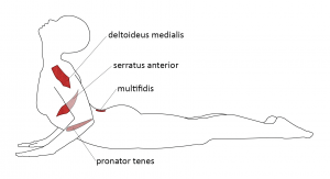 Outline of person doing cobra pose