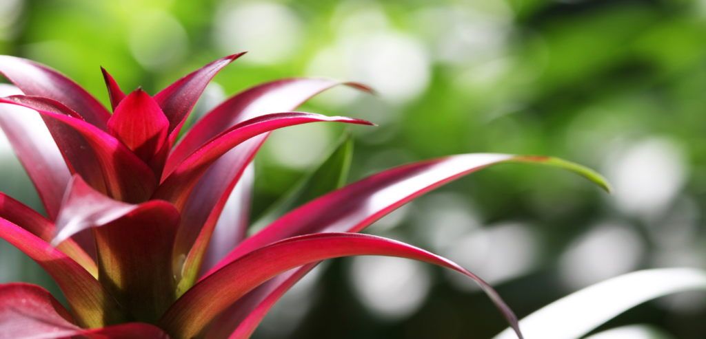 Bromeliad